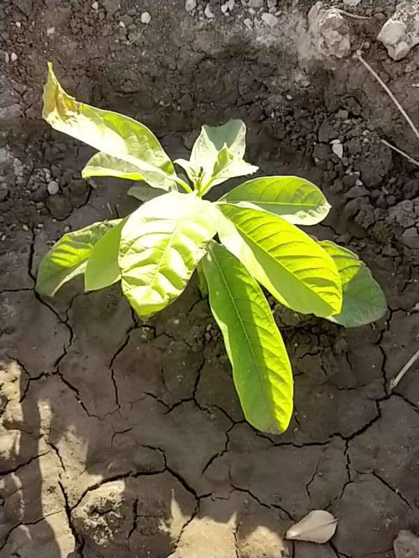 tree image