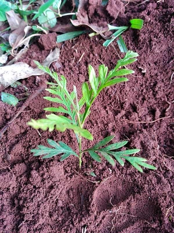 tree image
