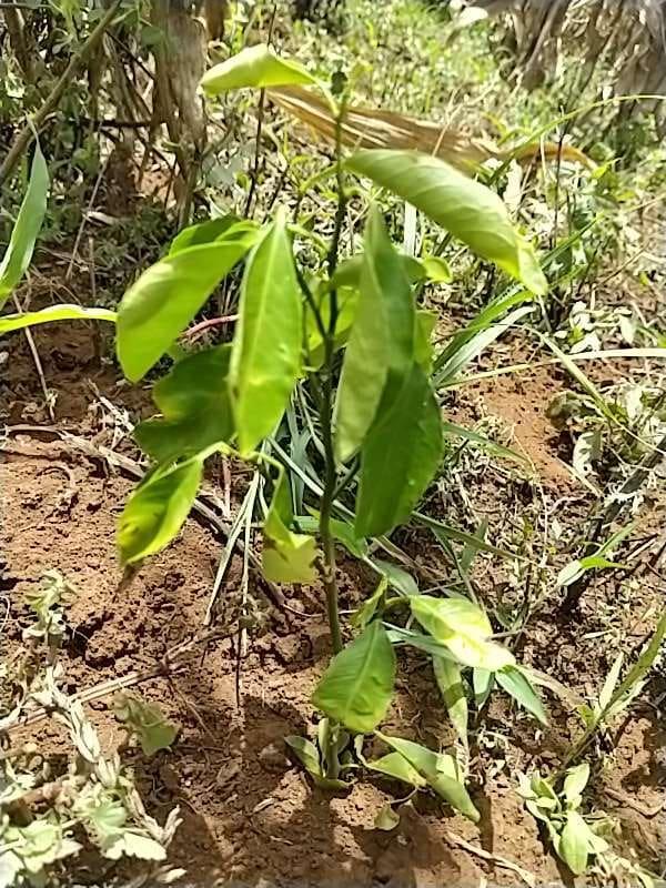 tree image