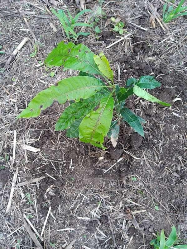 tree image