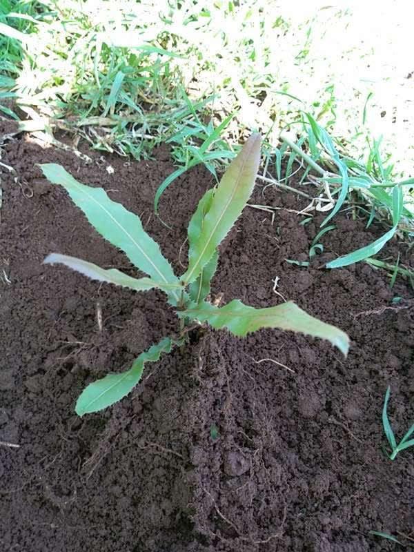 tree image