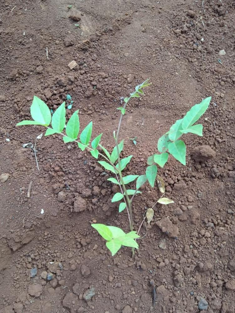 tree image