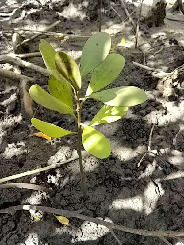 tree image