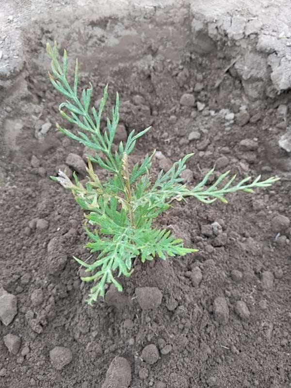 tree image