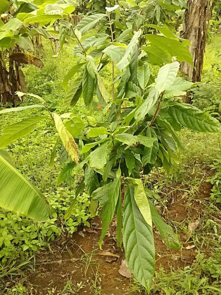 tree image