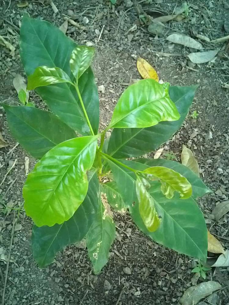 tree image