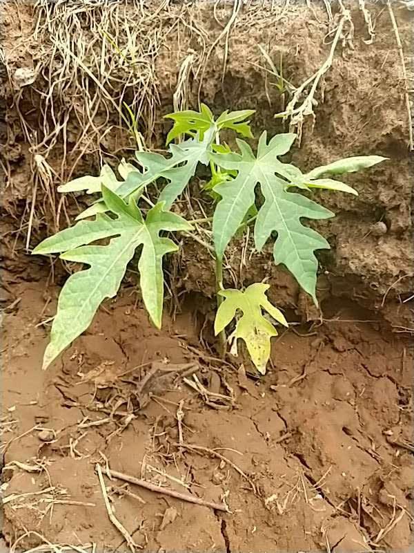 tree image