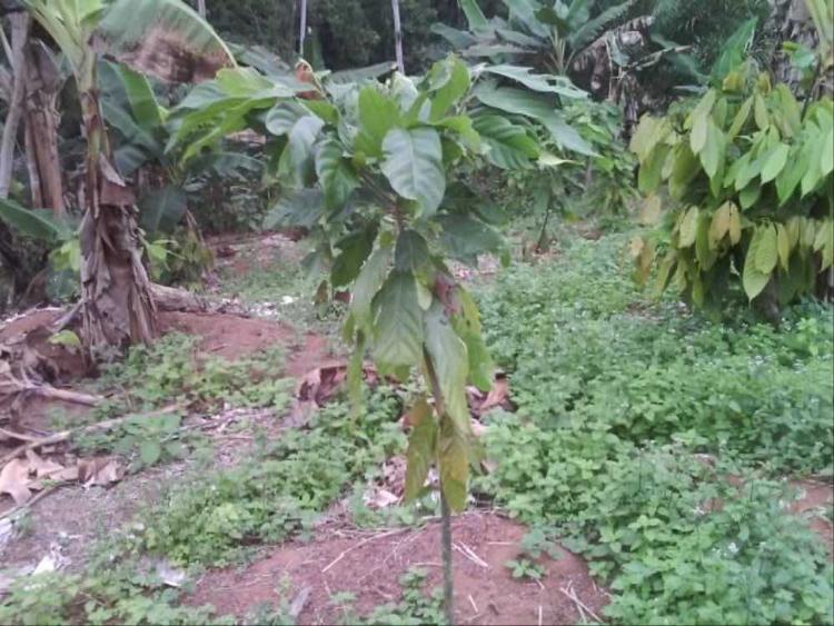 tree image