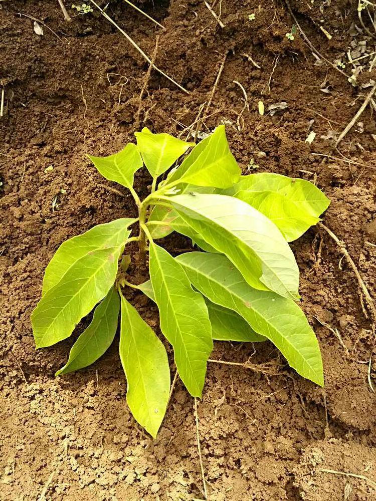 tree image