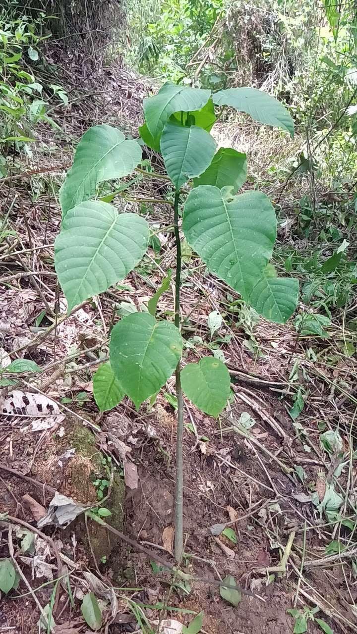 tree image