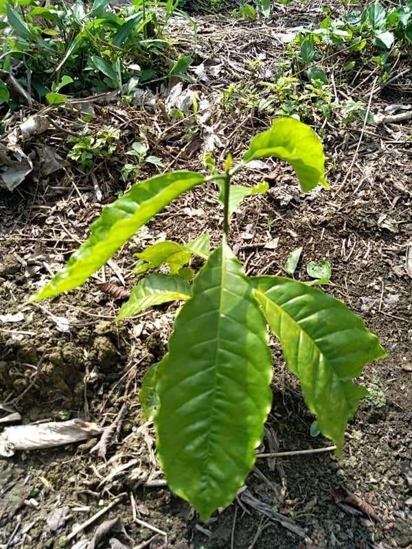 tree image