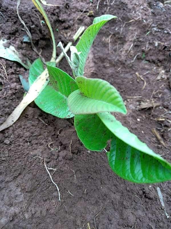 tree image