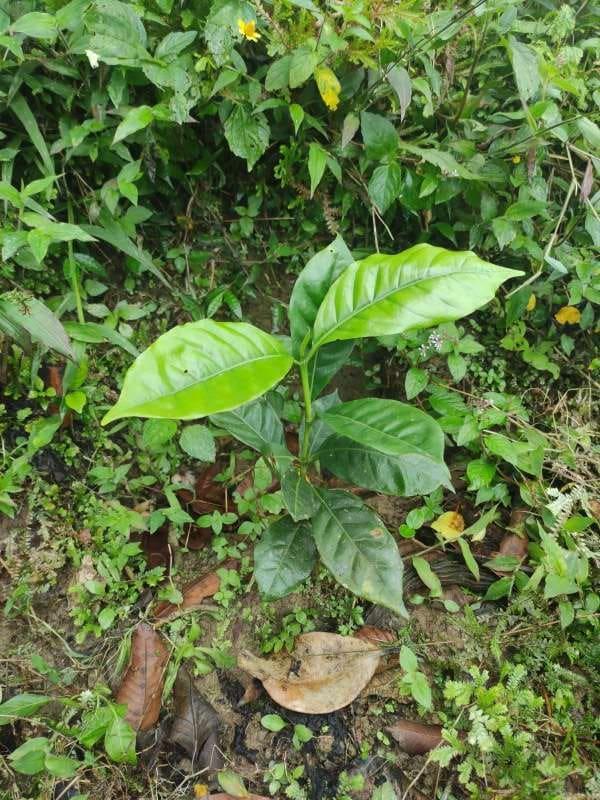 tree image