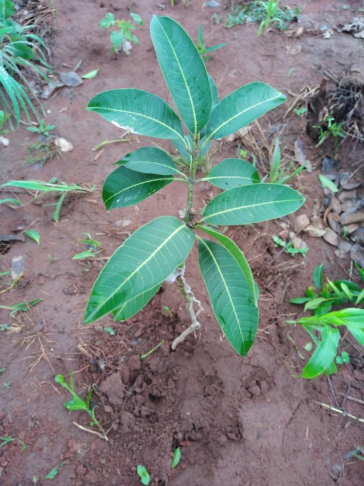 tree image