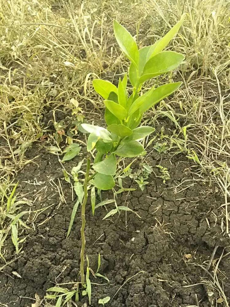 tree image