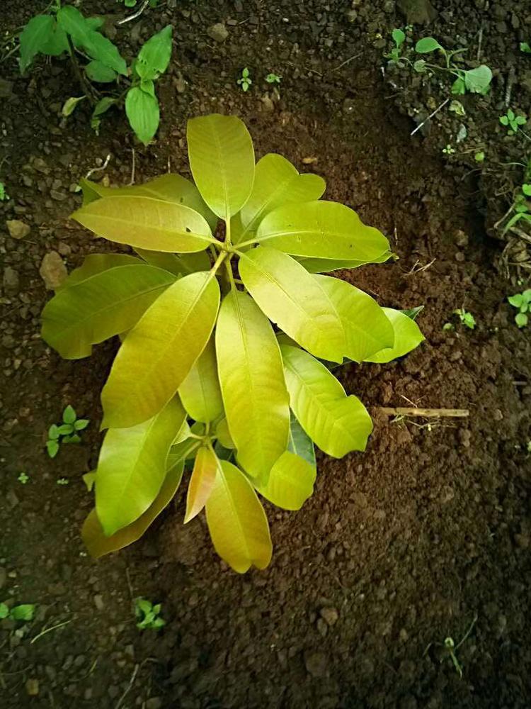 tree image