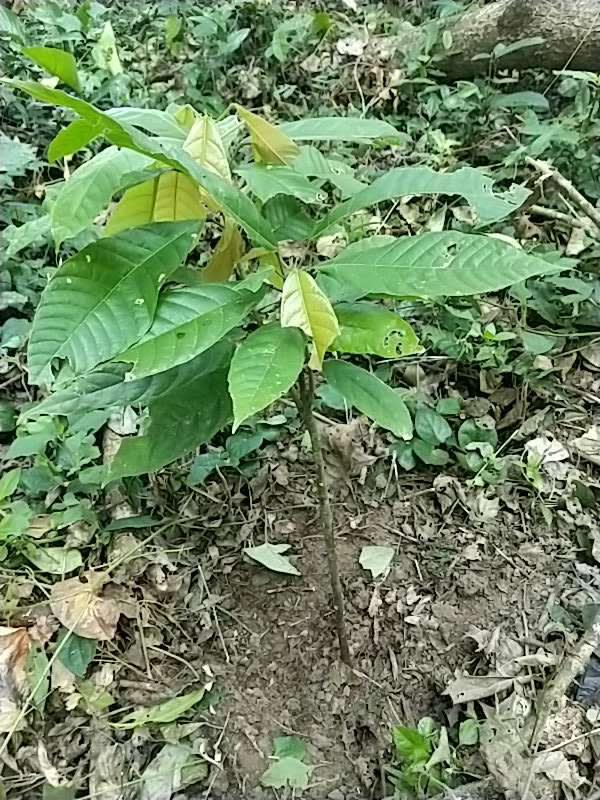 tree image