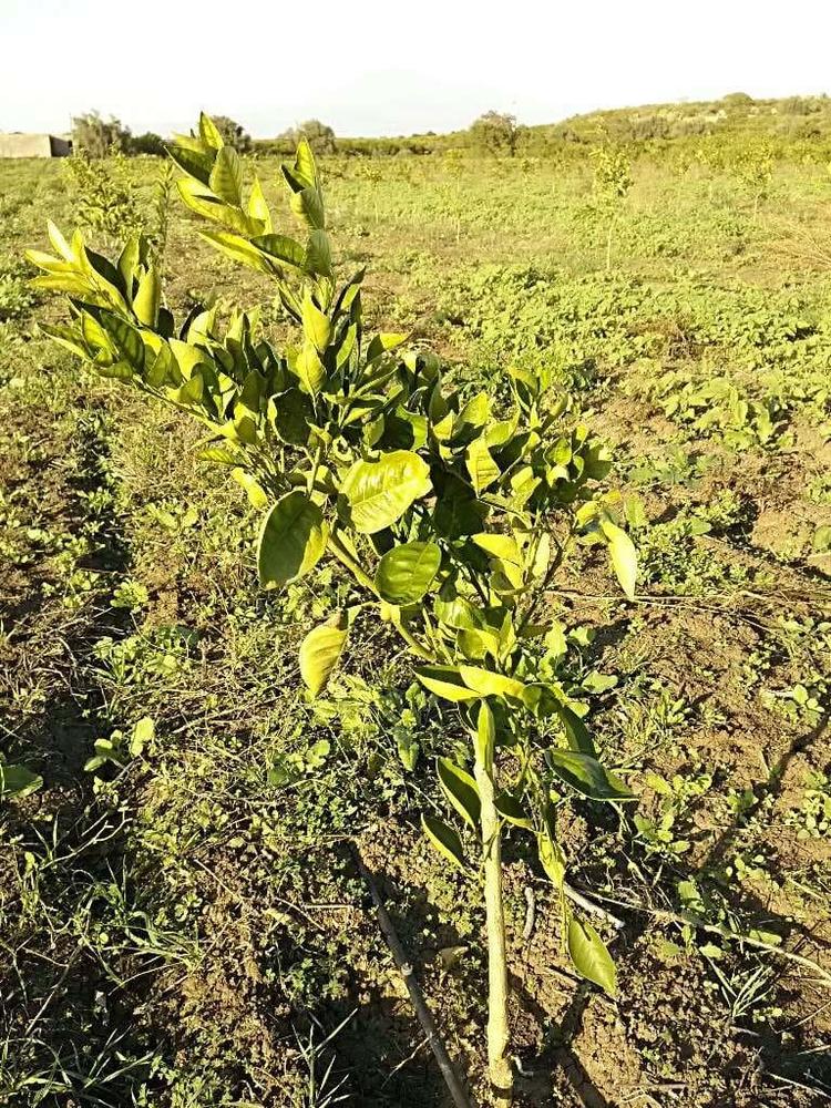 tree image