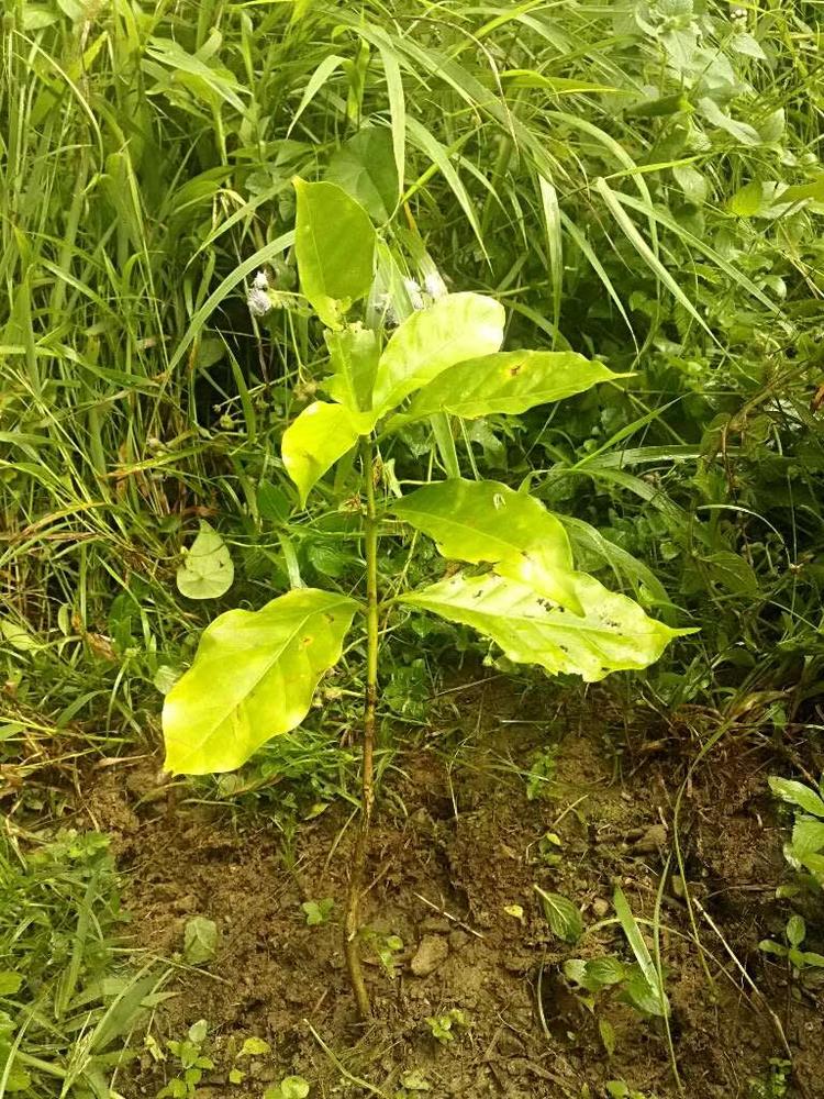 tree image