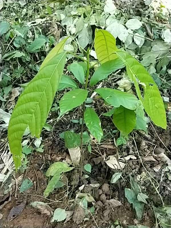 tree image