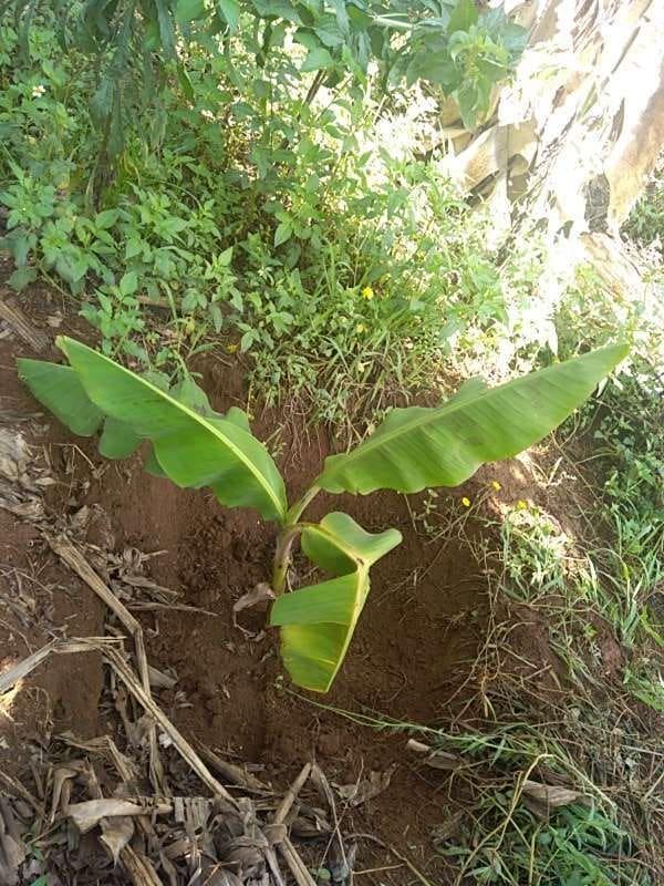 tree image