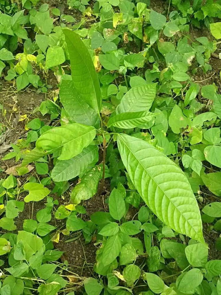 tree image