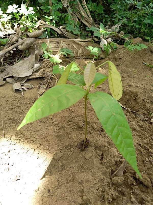 tree image