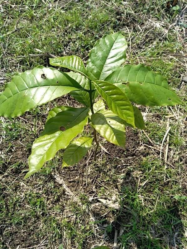 tree image