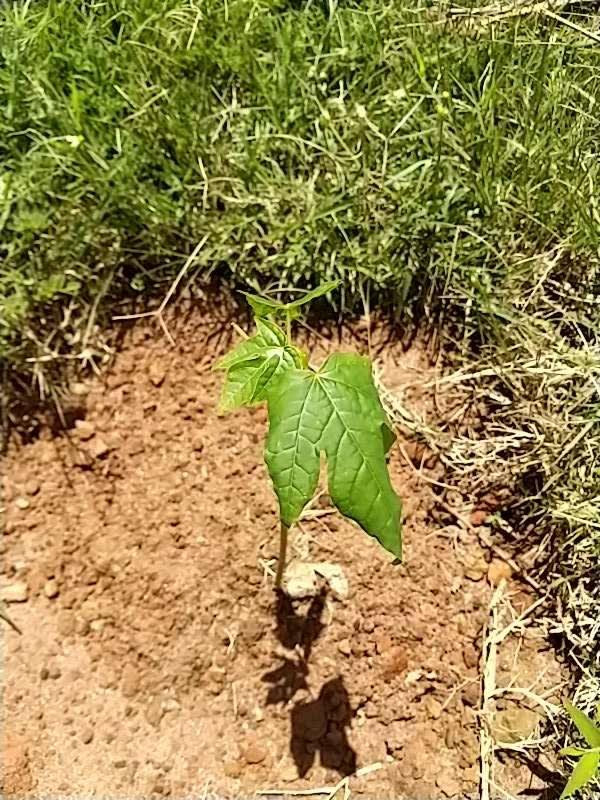 tree image
