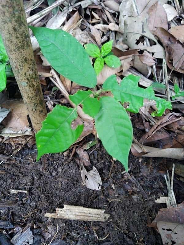 tree image