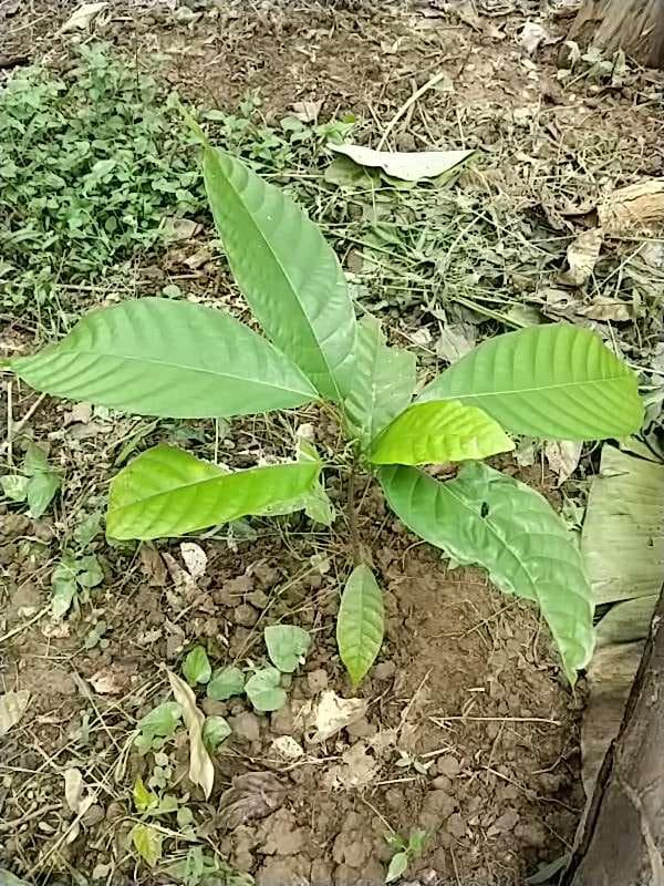 tree image
