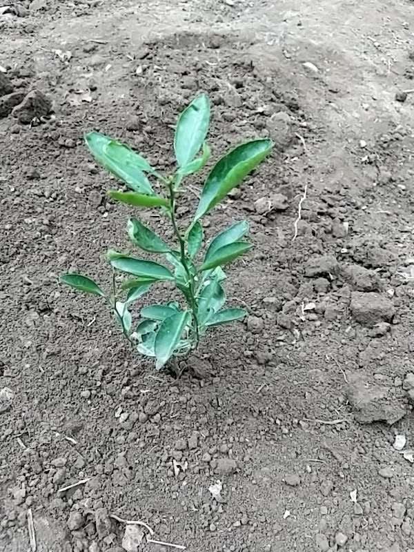 tree image