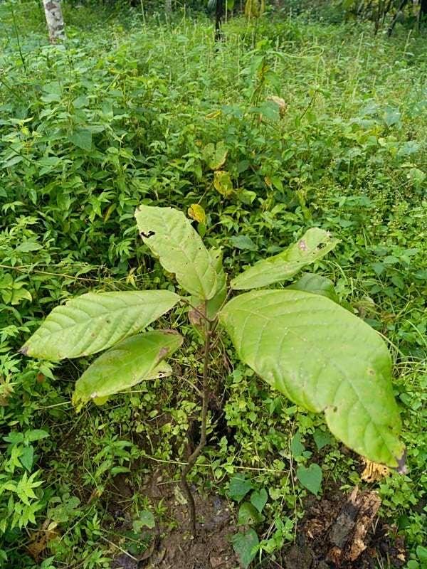 tree image