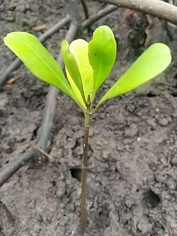 tree image