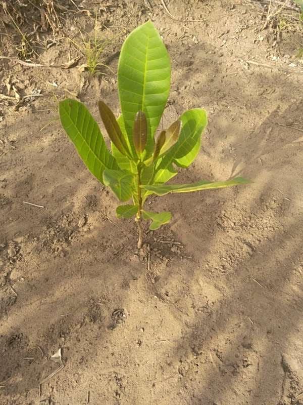 tree image