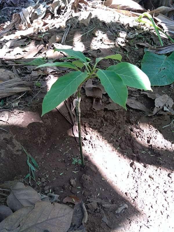 tree image