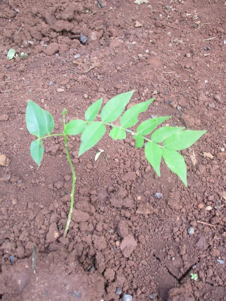 tree image