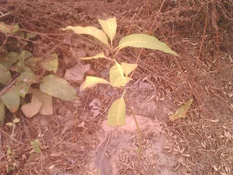 tree image
