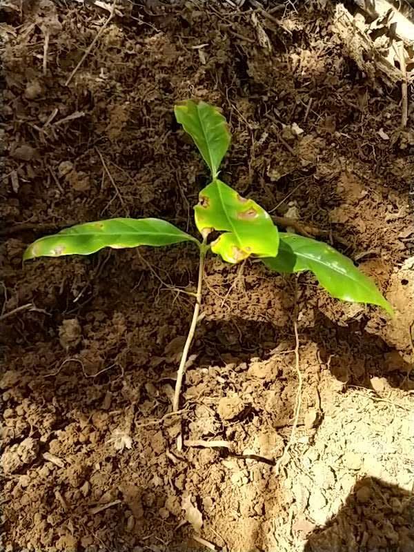 tree image
