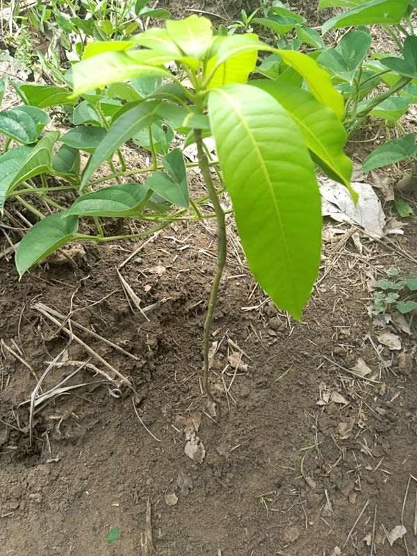 tree image