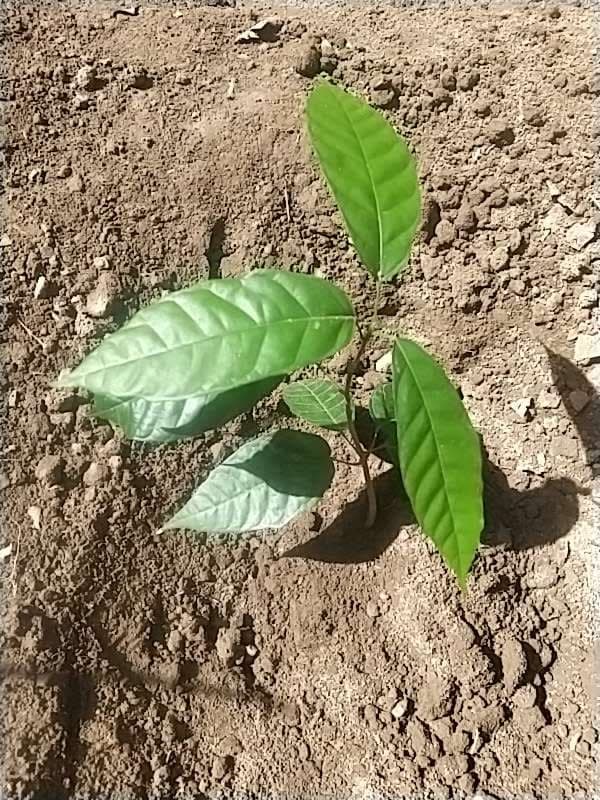 tree image