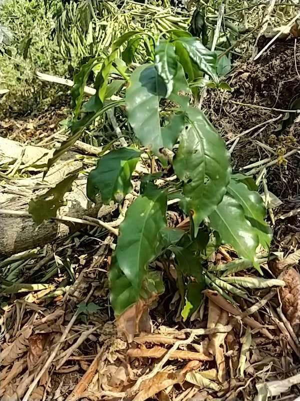 tree image