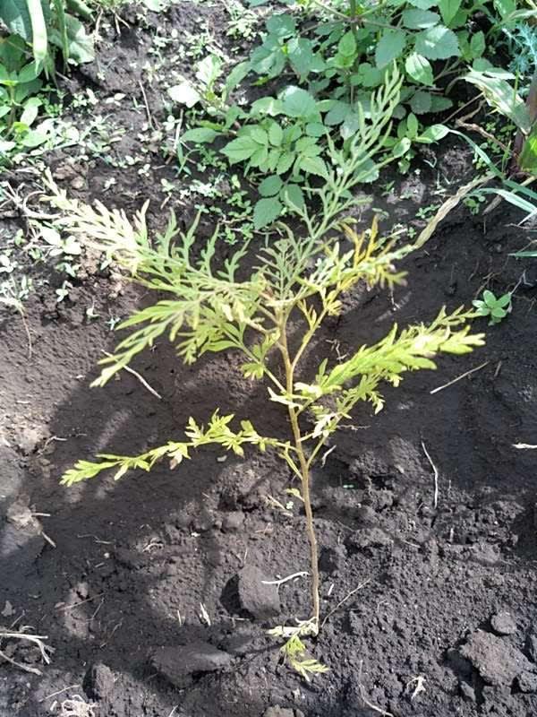 tree image