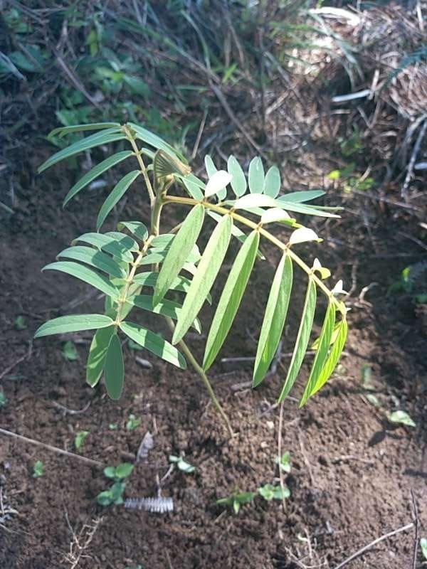 tree image