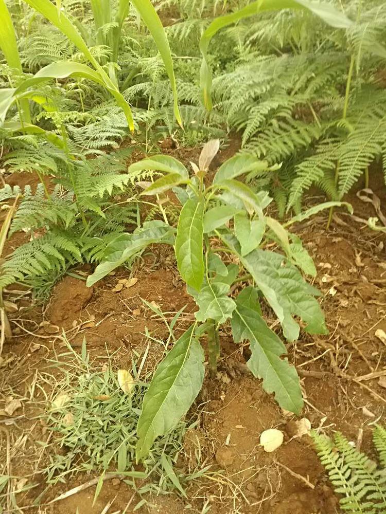 tree image