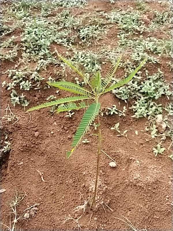 tree image