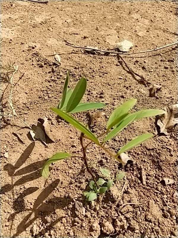 tree image