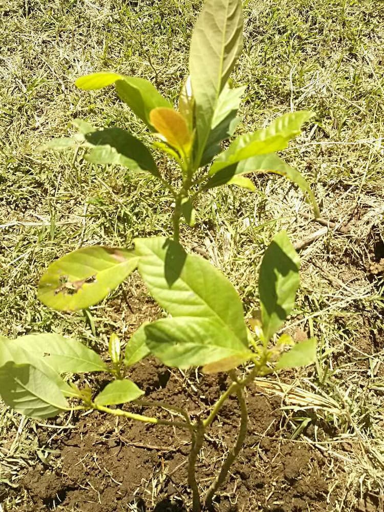tree image