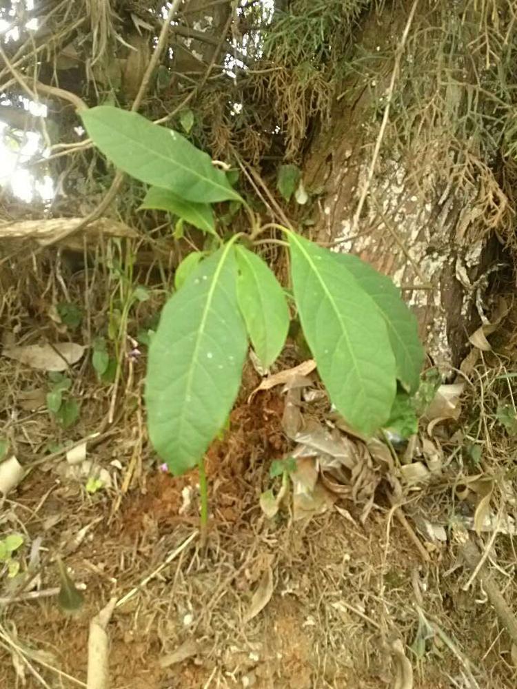 tree image