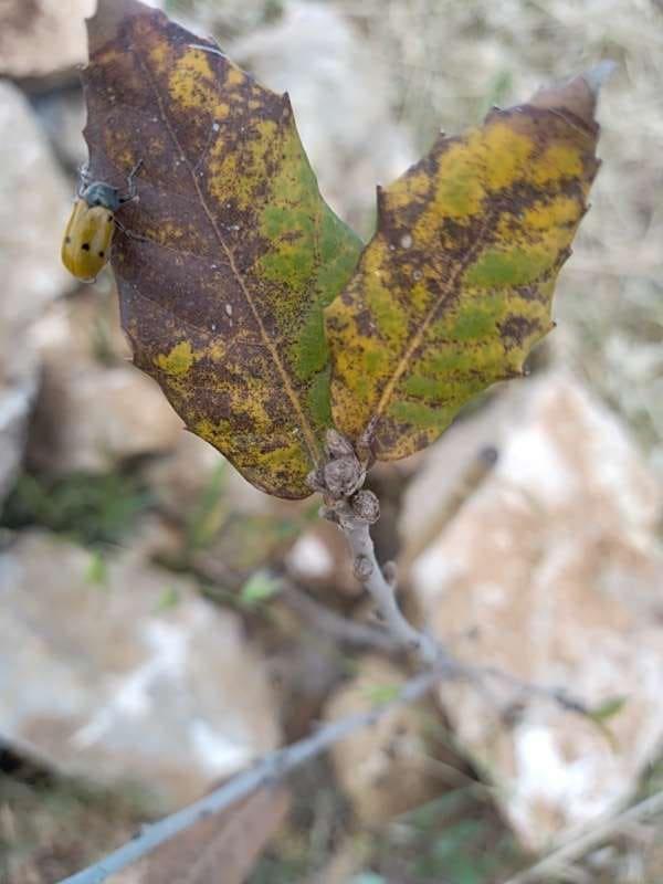 tree image